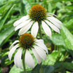 Echinacea Purpurea White Swan - Echinacée pourpre - Volume 3L / 20-40cm