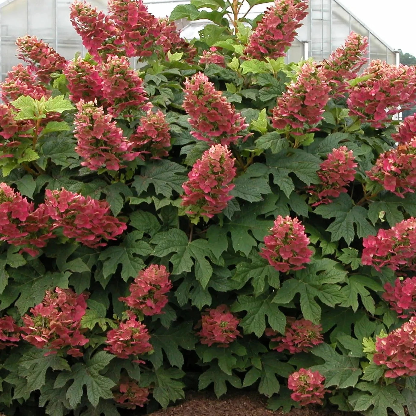 Hydrangea Quercifolia Ruby Slippers