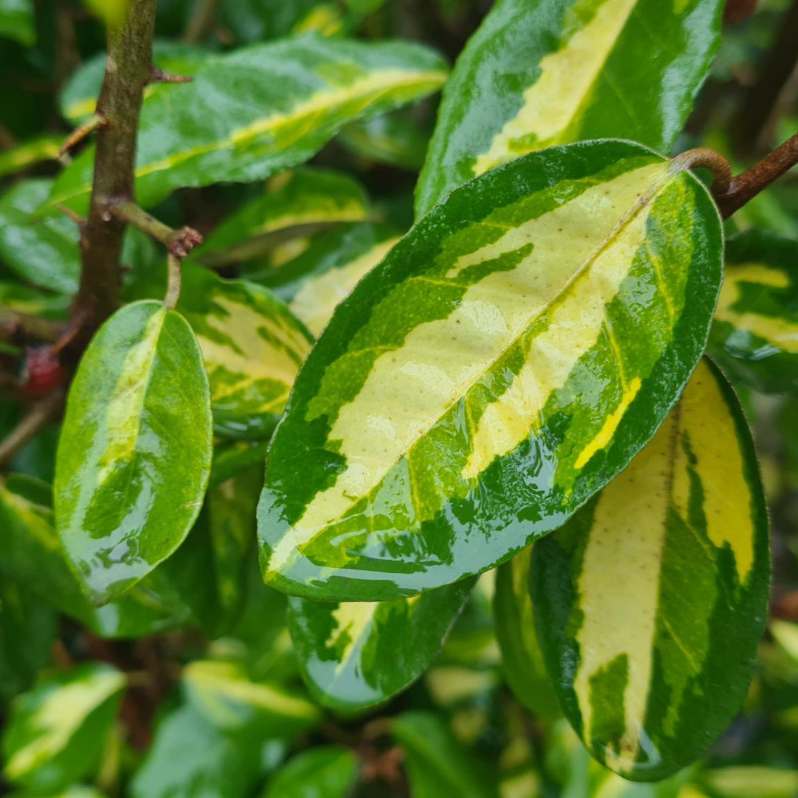 Elaeagnus x Ebbingei 'Limelight' - Chalef de Ebbing - Volume 3L / 40-60cm