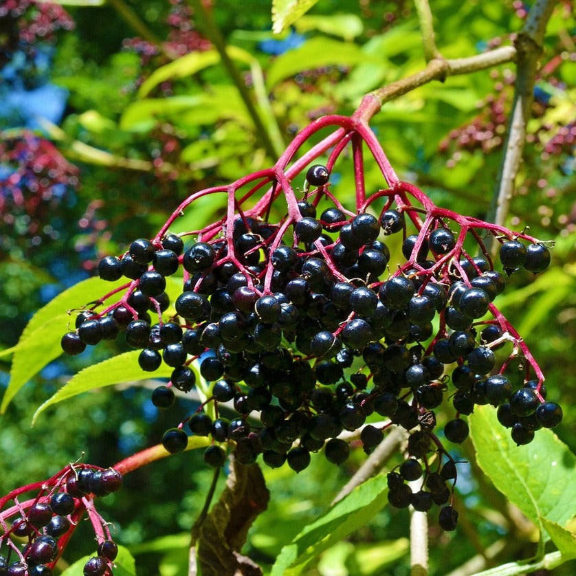 Sambucus Nigra - Sureau noir - Volume 3L / 30-40cm