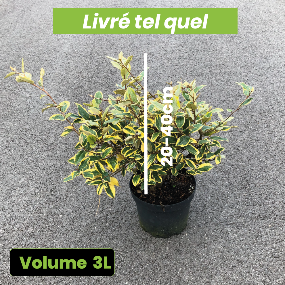 Elaeagnus x Ebbingei Goldrim - Volume 3L / 20-40cm