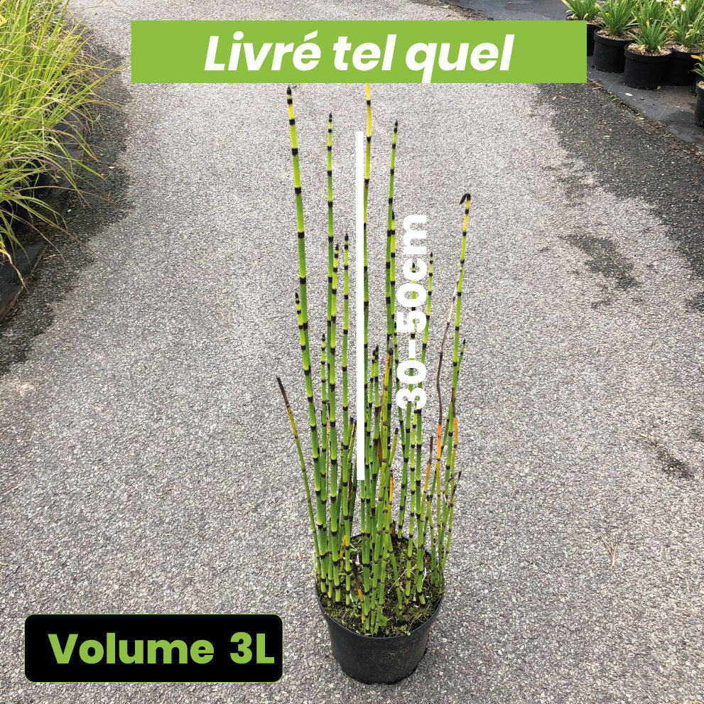 Equisetum Japonicum - Prêle d'Hiver