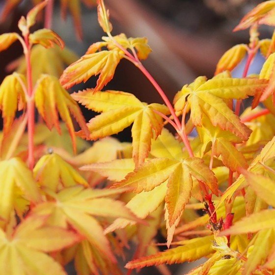 Acer Palmatum 'Ueno Yama' - Erable du Japon - Volume 3L / 30-50cm
