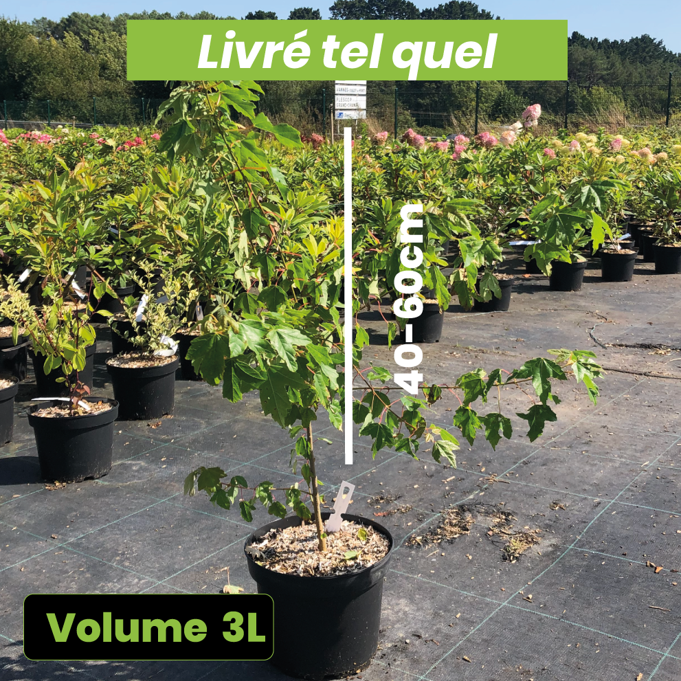 Acer Buergerianum - Erable de Buerger - Volume 3L / 40-60cm