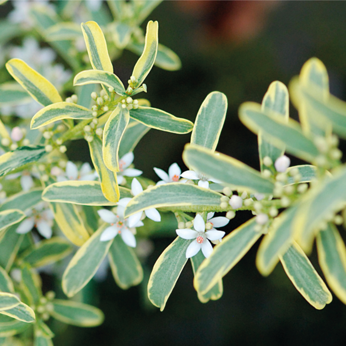 Eriostemon Myoporoides Gold Touch - Volume 3L / 20-40cm