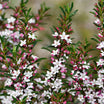 Eriostemon myoporoides - Volume 3L / 30-40cm