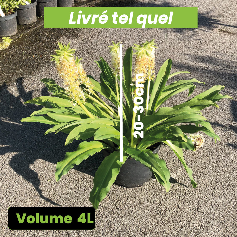 Eucomis Autumnalis - Eucomide - Volume 4L / 20-30cm