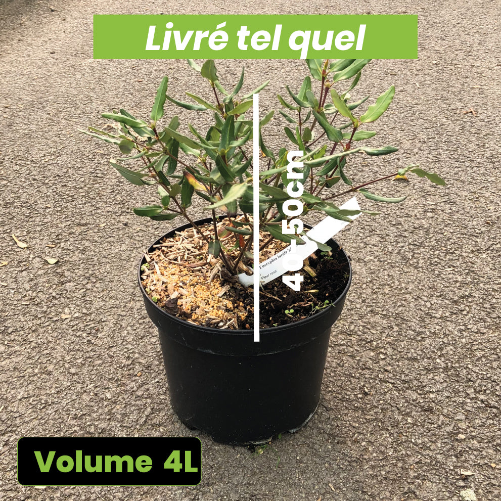 Eucryphia Lucida Pink Cloud - Volume 3L / 40-50cm