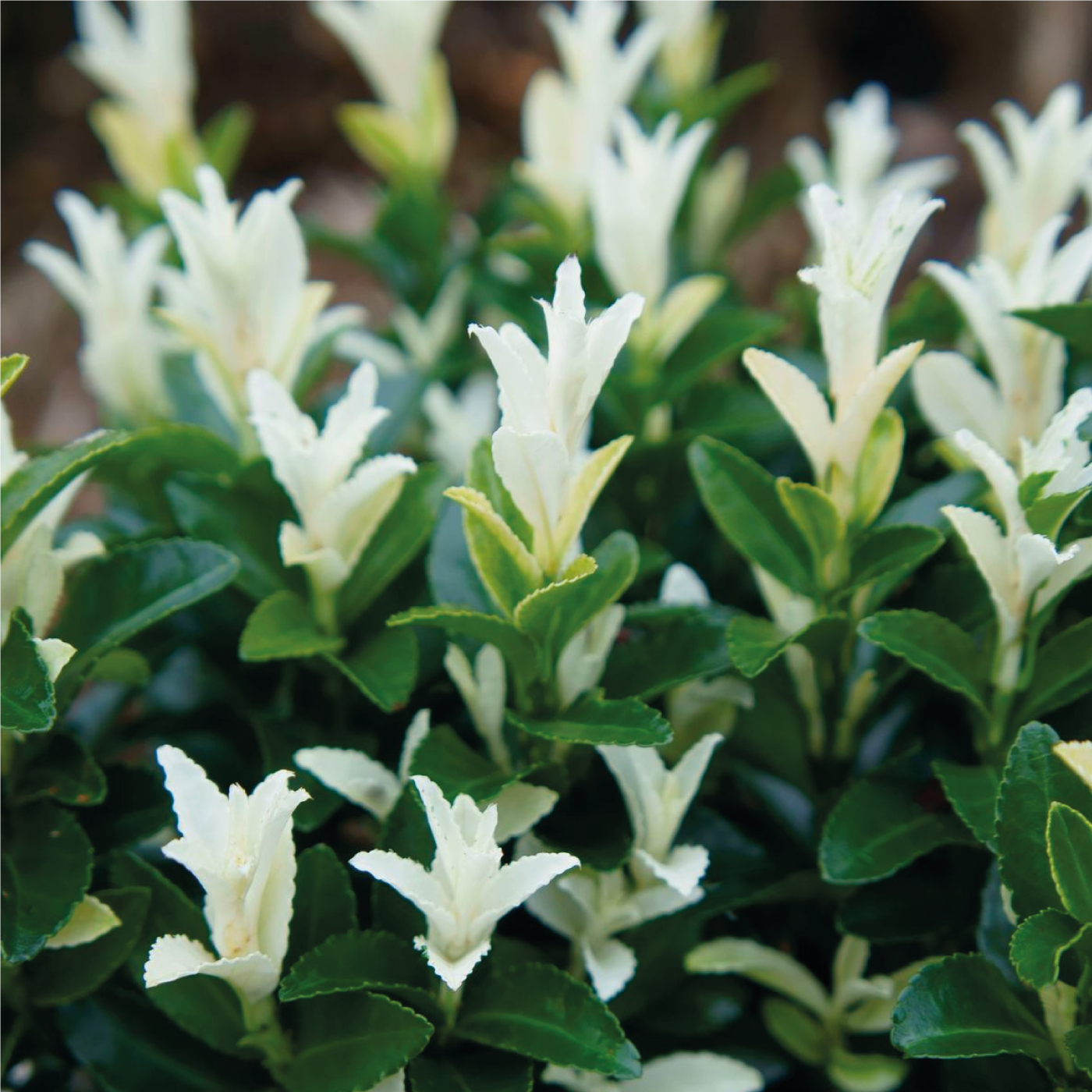 Euonymus Japonicus Paloma Blanca