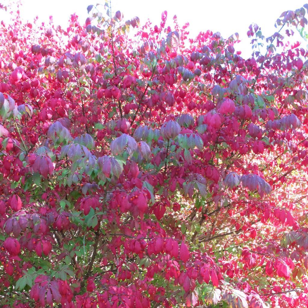 Euonymus Alatus - Fusain ailé
