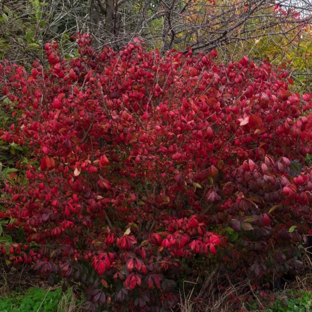 Euonymus Alatus Compactus - Fusain ailé nain - Volume 3L / 20-30cm
