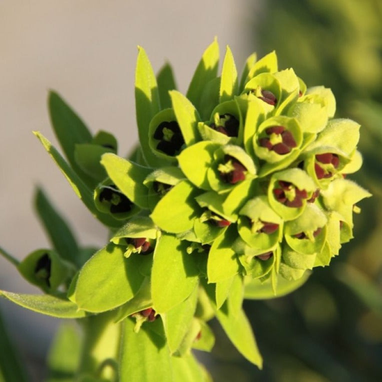 Euphorbia Characias Black Pearl