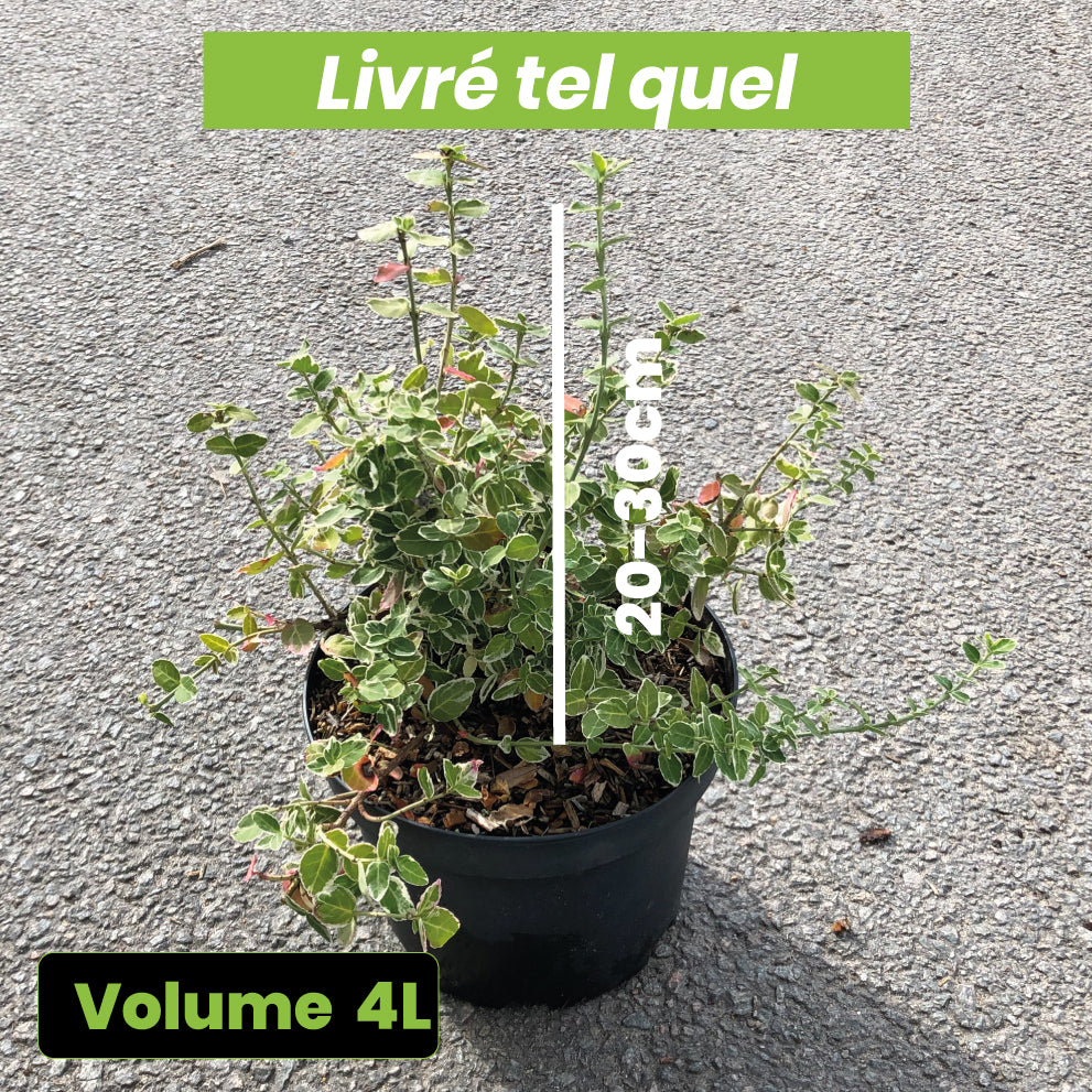 Euonymus Fortunei Emerald Gaiety - Fusain - Volume 3L / 20-30cm