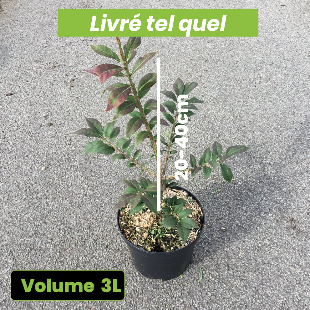 Euonymus Alatus - Fusain ailé - Volume 3L / 20-40cm