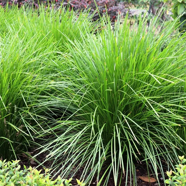 Lomandra Longifolia 'Tanika' - Volume 3L / 30-50cm