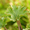 Farfugium Japonicum Wavy Gravy - Plante Panthère - Volume 3L / 20-30cm