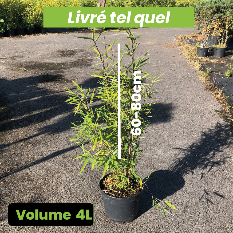 Fargesia Black Pearl - Bambou non Traçant - Volume 4L / 60-80cm