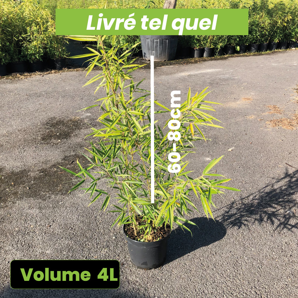 Fargesia Campbell - Bambou non Traçant - Volume 4L / 60-80cm