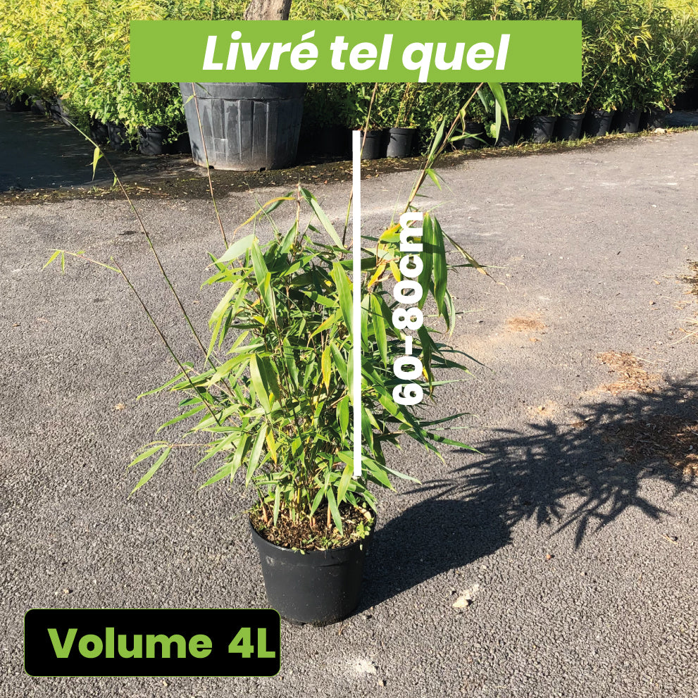 Fargesia Robusta Pingwu - Bambou non traçant - Volume 4L / 60-80cm