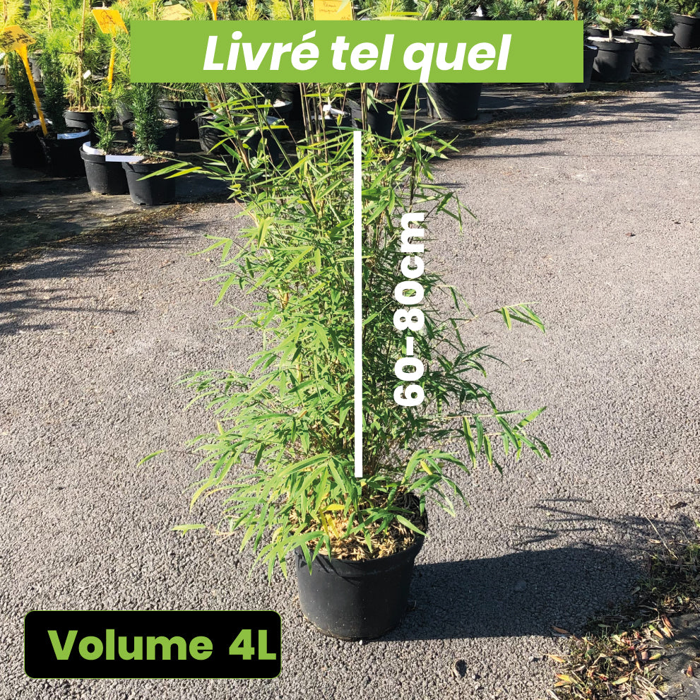 Fargesia Angustissima - Bambou non Traçant