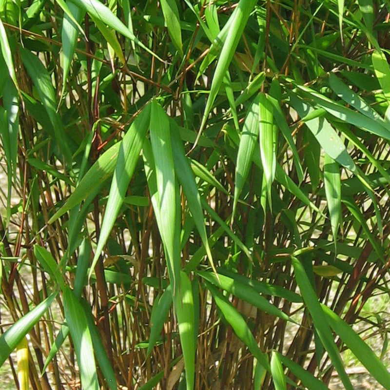 Fargesia Scabrida 'Asia Wonder' - Volume 3L / 60-80cm