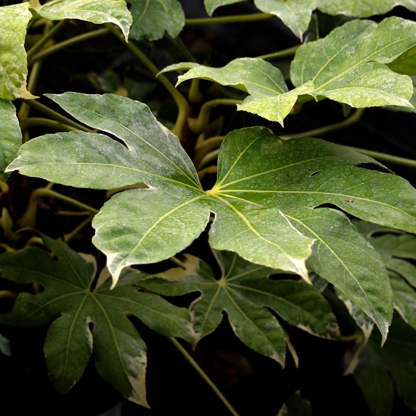 Aralia Japonica Variegata - Faux-Aralia - Volume 3L / 30-40cm