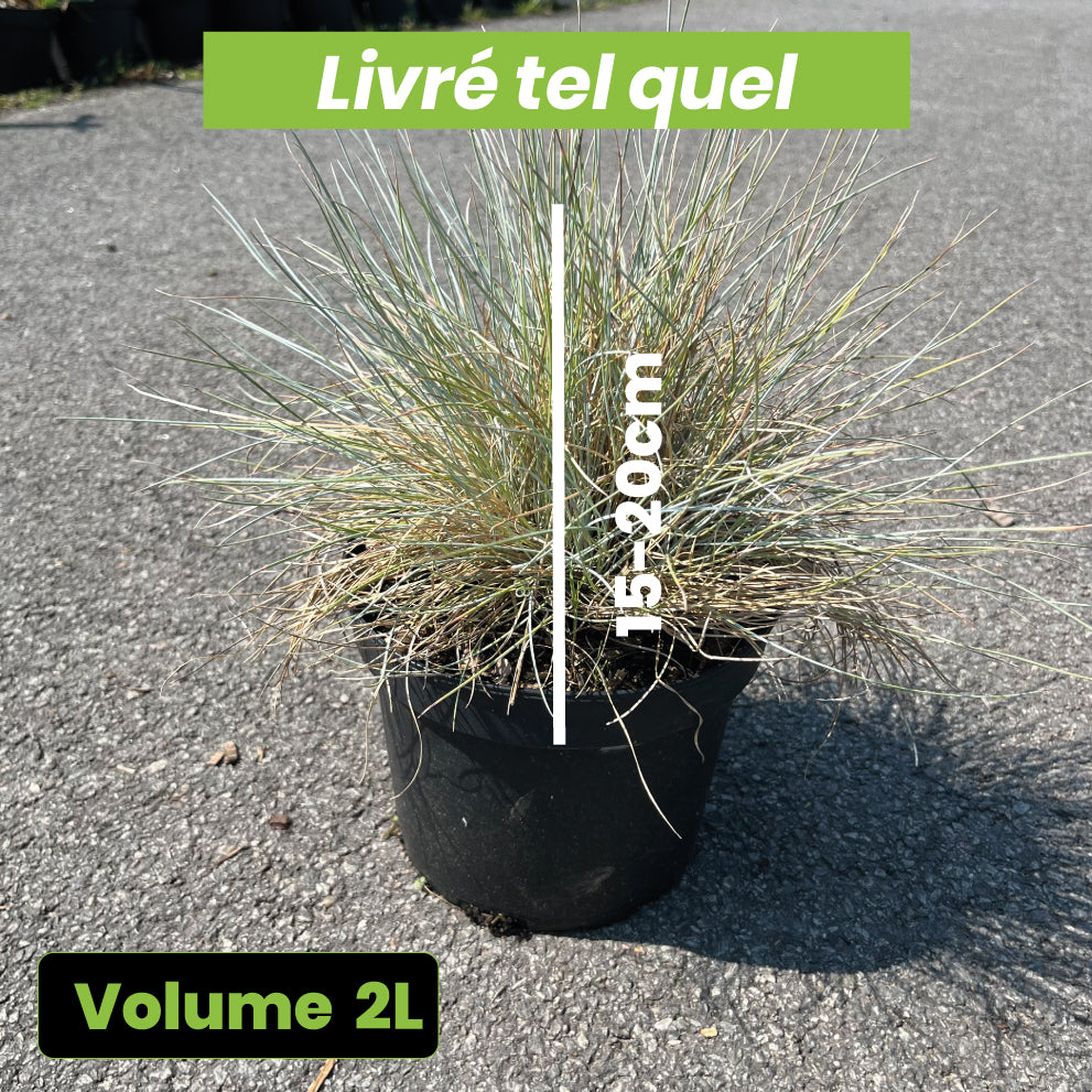 Festuca Glauca Azurit - Volume 2L / 15-20cm