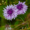 Centaurea Montana Amethyst In Snow - Bleuet des montagnes - Volume 3L / 15-20cm