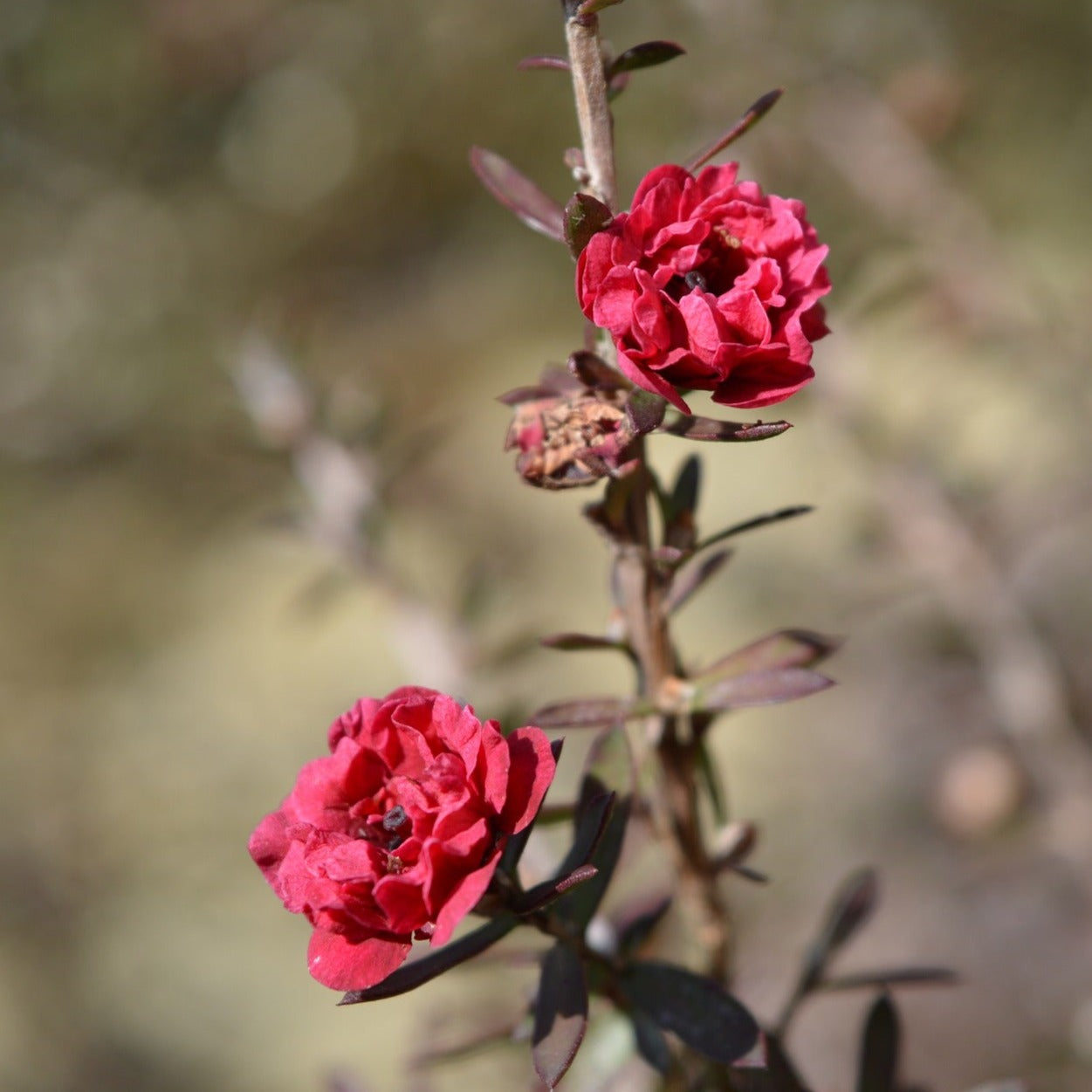 Leptospermum Scoparium Rouge Double - Volume 3L / 40-60cm