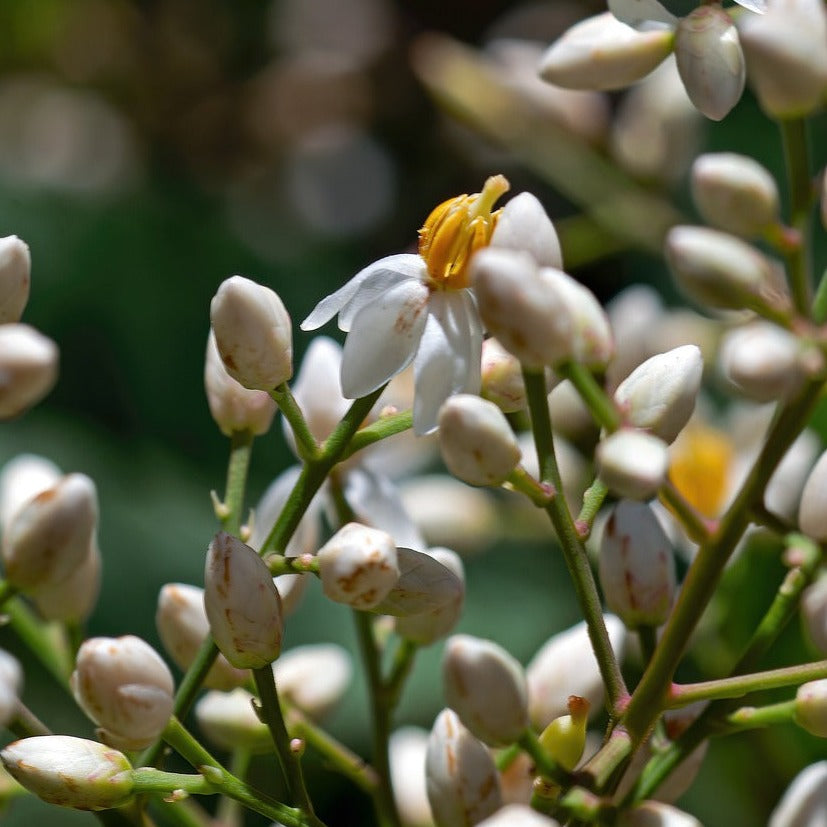 Nandina Domestica Twilight - Volume 3L / 30-50cm