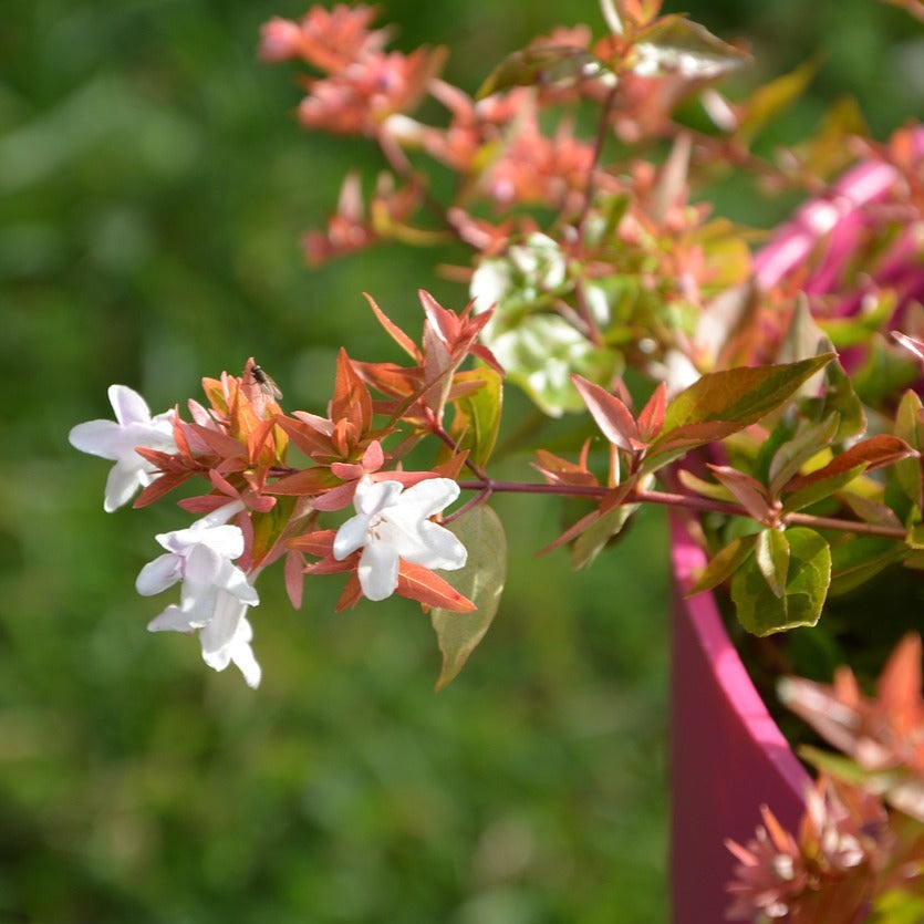 Abelia Grandiflora 'Kaleidoscope'