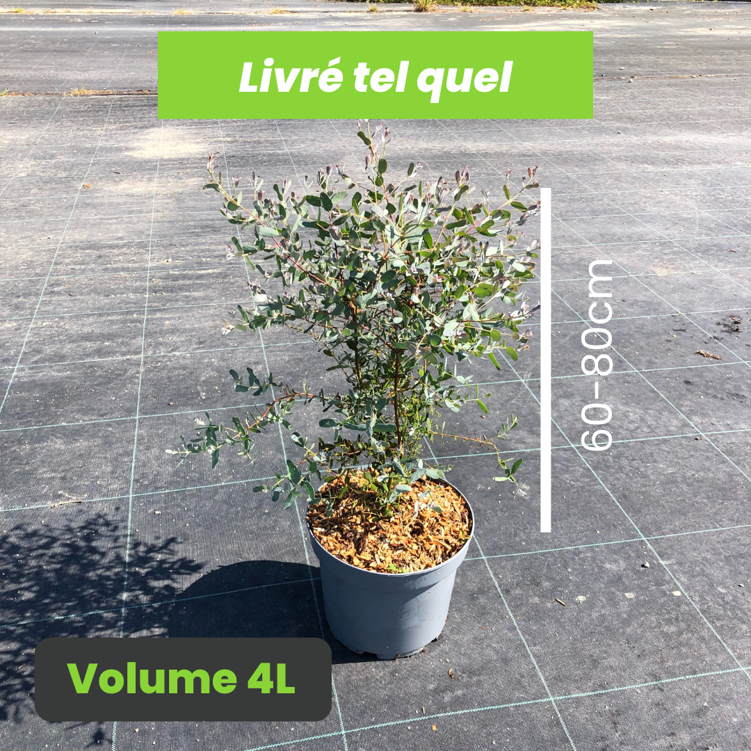 Eucalyptus Gunnii France Bleu - Gommier cidre décoratif - Volume 4L / 60-80cm