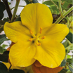 Fremontodendron Californica Glory - Fremontia de Californie - Volume 3L / 60-80cm