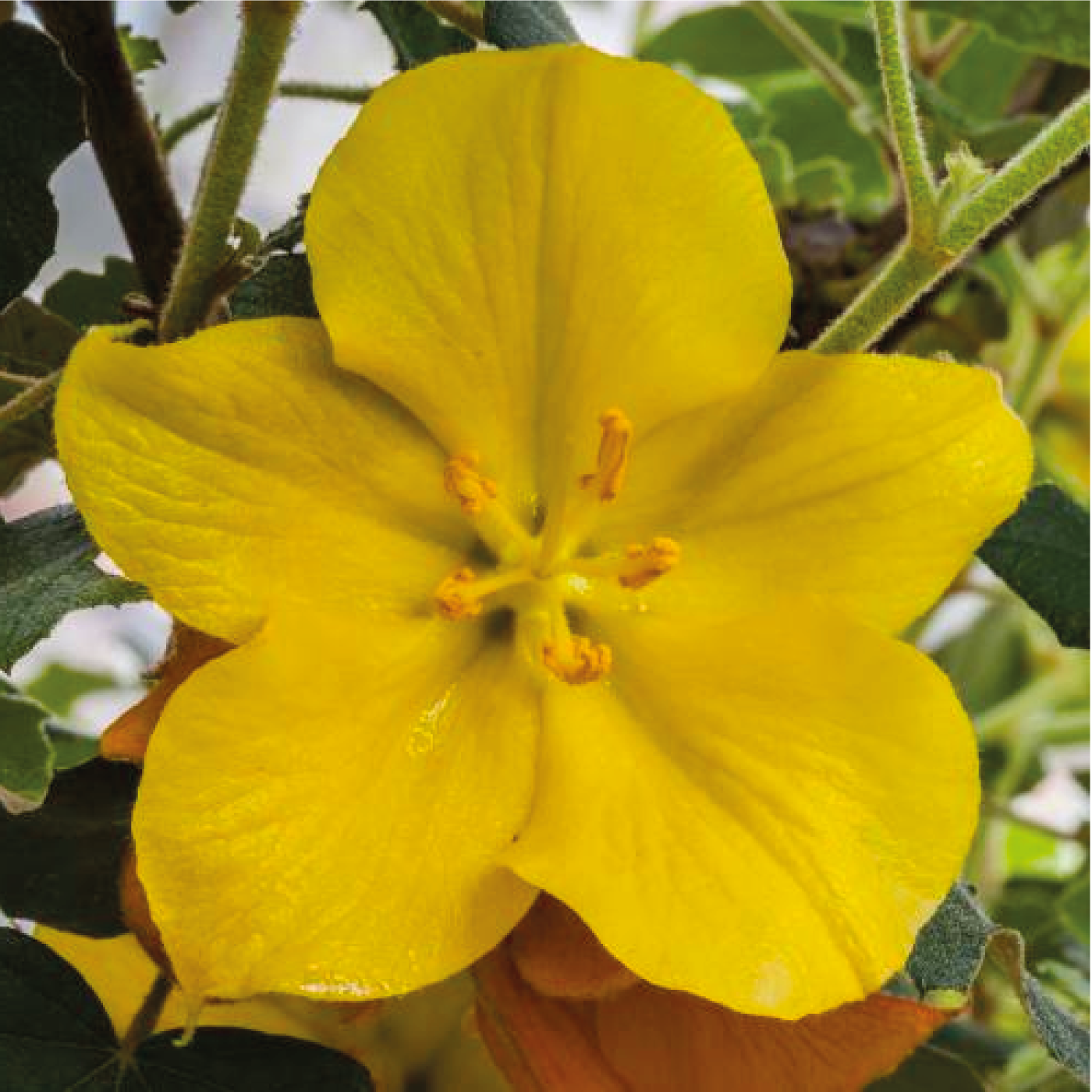Fremontodendron Californica Glory - Fremontia de Californie