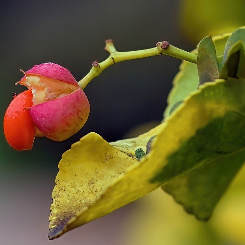 Euonymus Japonicus - Fusain du Japon - Volume 3L / 30-40cm