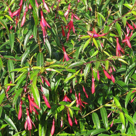 Fuchsia Hatschbachii - Volume 3L / 30-40cm