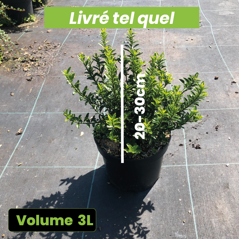 Euonymus Microphyllus Pulchellus - Fusain du Japon - Volume 3L / 20-30cm