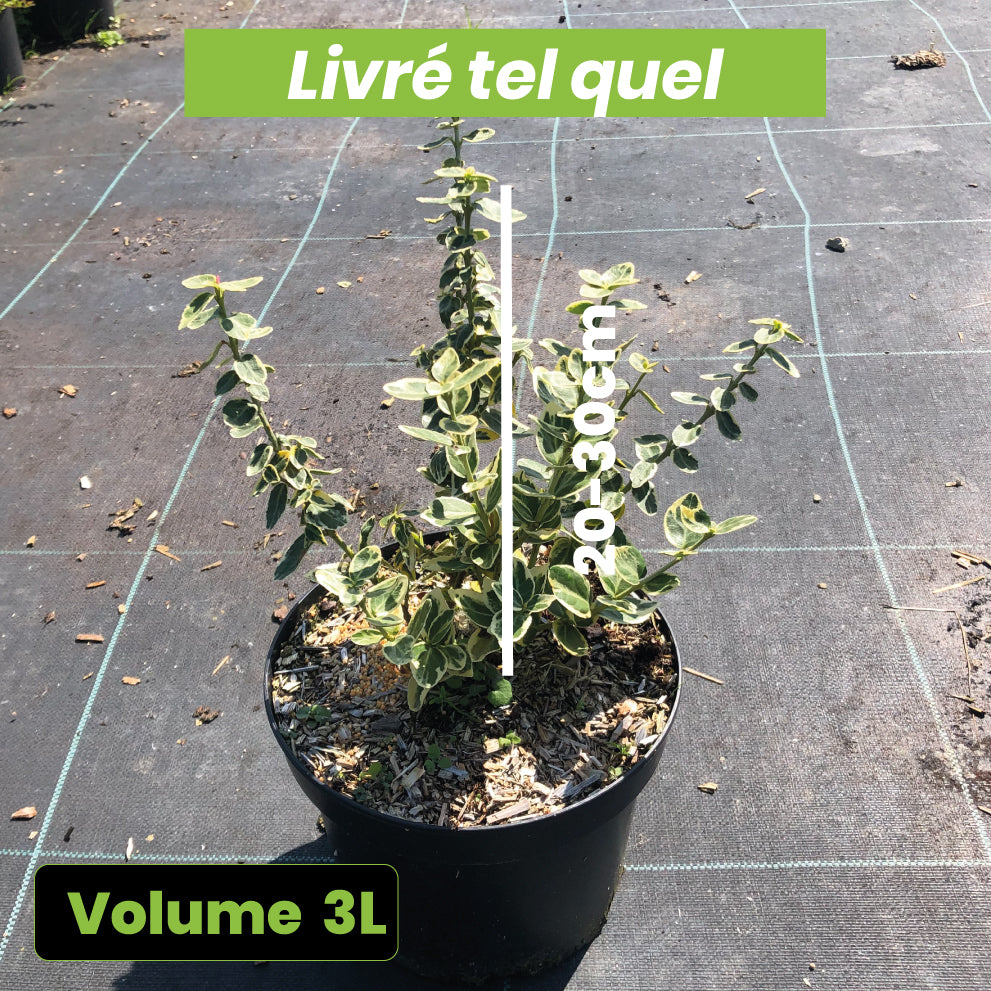 Euonymus Fortunei Emerald 'n gold - Fusain - Volume 3L / 20-30cm