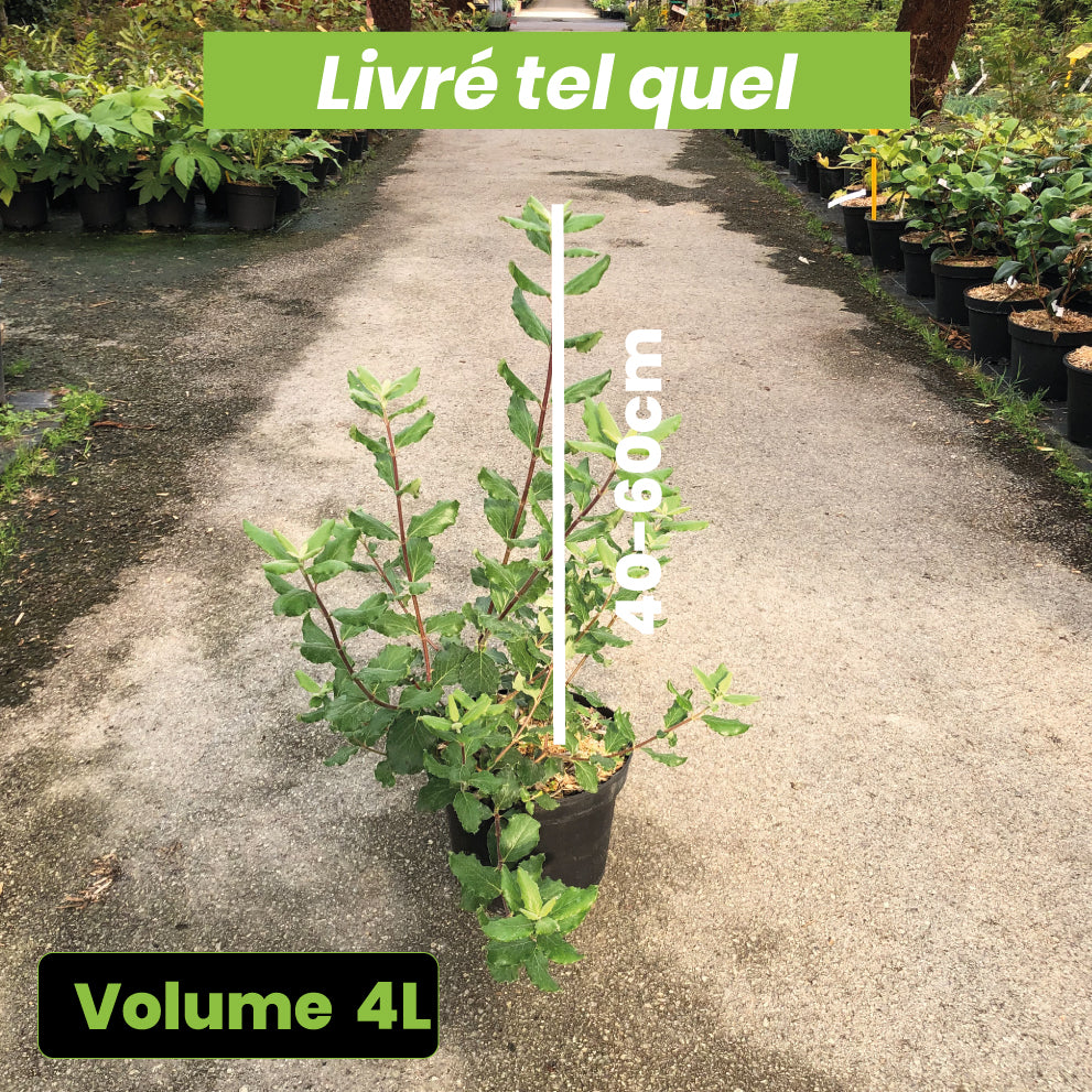 Garrya Elliptica James Roof - Volume 4L / 40-60cm