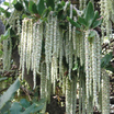 Garrya Elliptica - Garrya à feuilles elliptiques