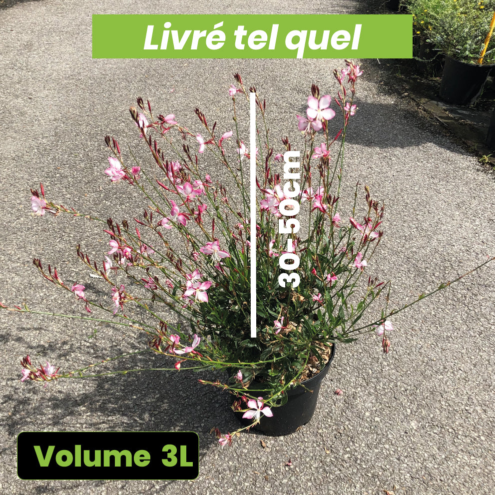 Gaura Lindheimeri Rosy Jane - Volume 3L / 30-50cm