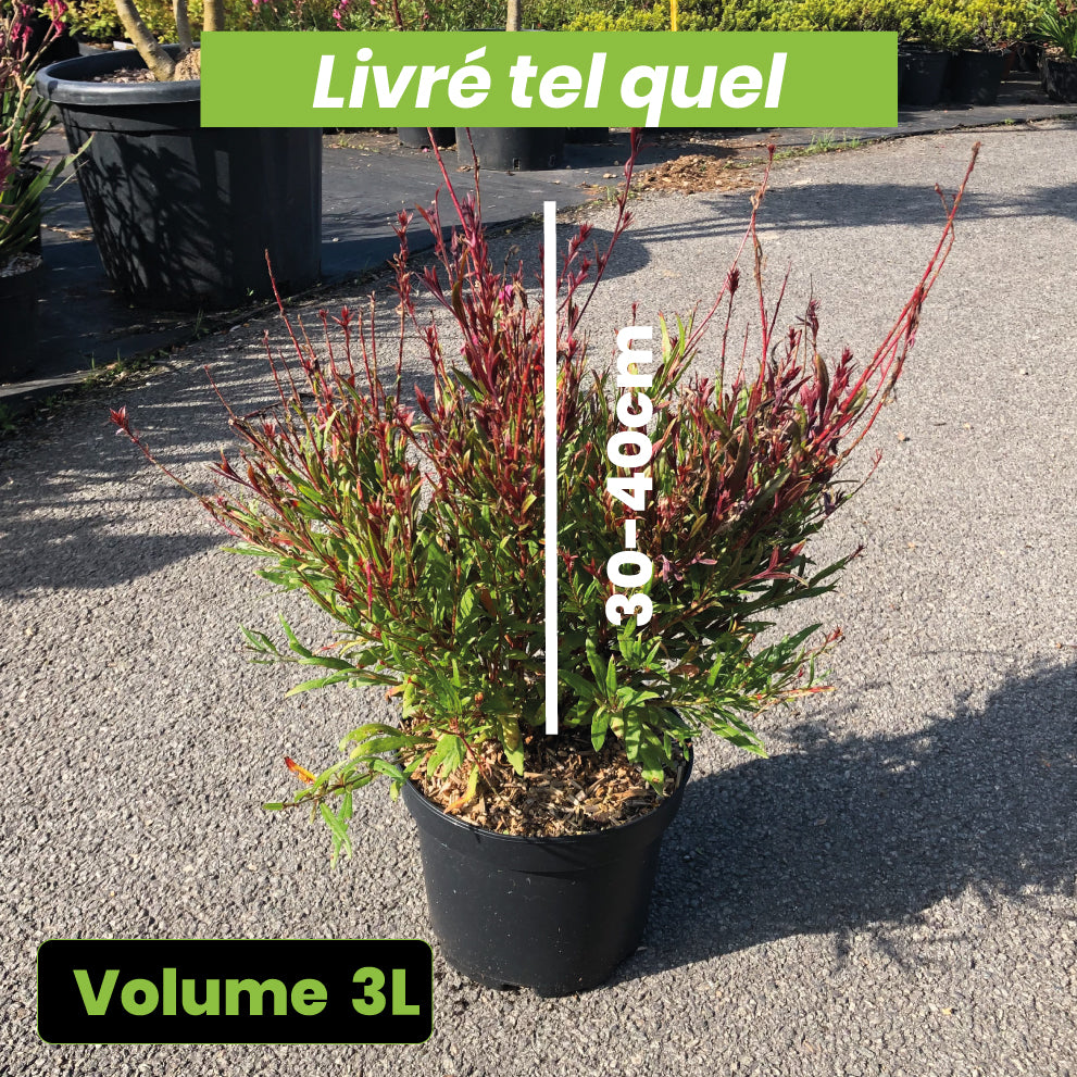 Gaura Red Color - Volume 3L / 30-40cm