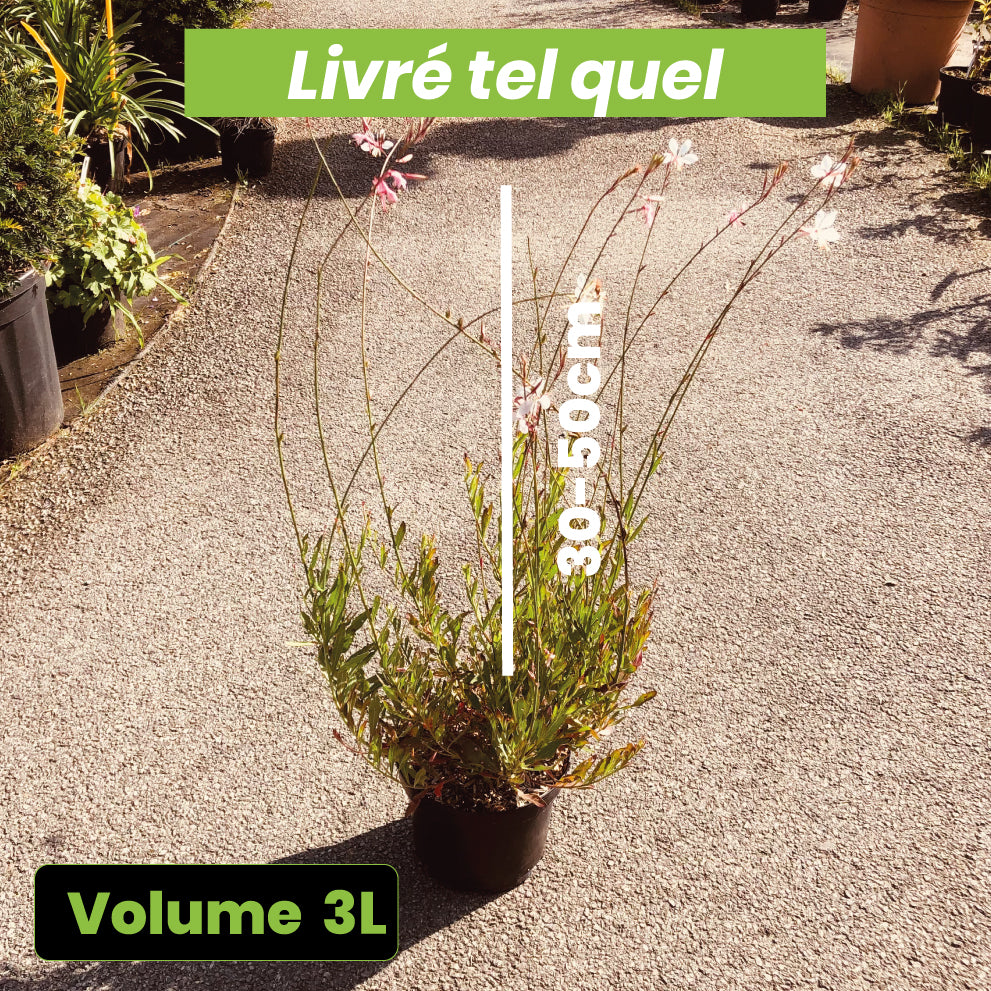 Gaura Lindheimeri Whirling Butterflies - Volume 3L / 30-50cm