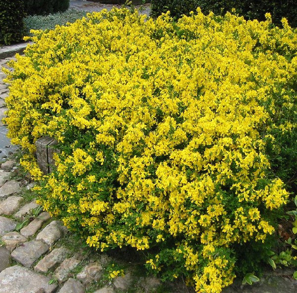Genista Pilosa Vancouver Gold - Genêt poilu - Volume 3L / 20-30cm
