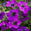 Geranium Patricia - Volume 3L / 20-30cm
