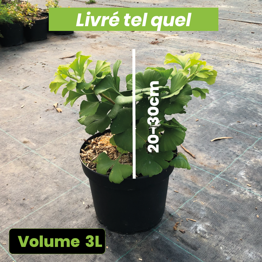 Ginkgo Biloba 'Mariken' - Arbre aux quarantes écus - Volume 3L / 20-30cm