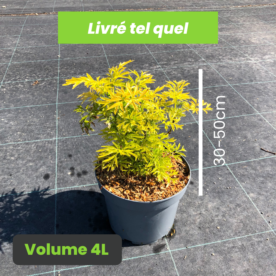 Sambucus Nigra Golden Tower - Sureau Noir - Volume 4L / 30-50cm