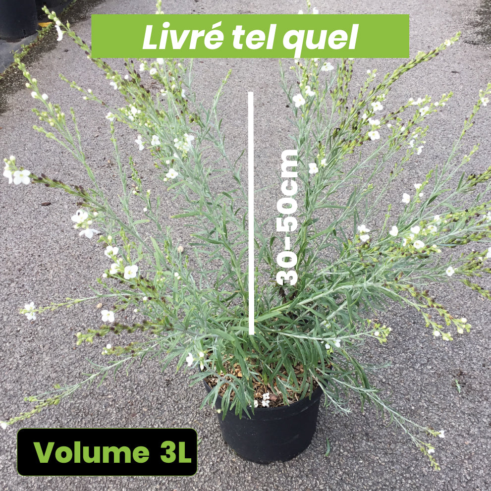 Gomphostigma White Candy - Volume 3L / 30-50cm