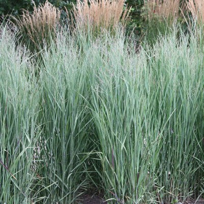 Panicum Virgatum Heavy Metal - Panic érigé - Volume 3L / 30-50cm