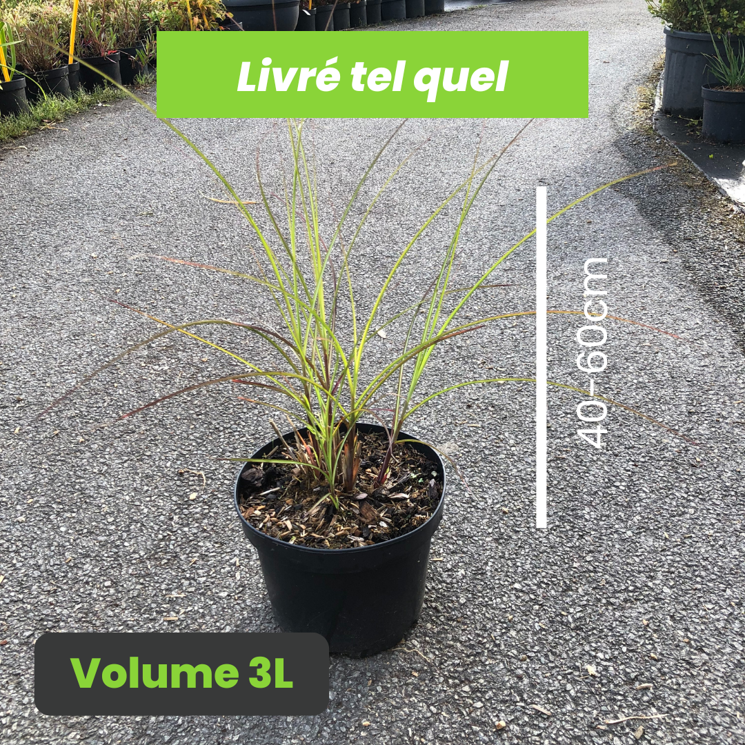 Miscanthus sinensis Gracillimus - Eulalie - Volume 3L / 40-60cm